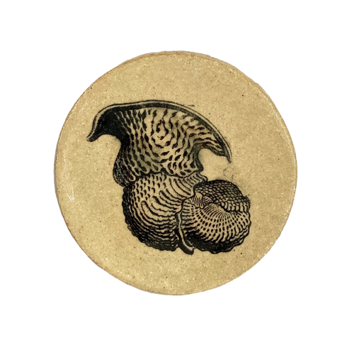 Podstawka - Talamophora -  Ernst Haeckel