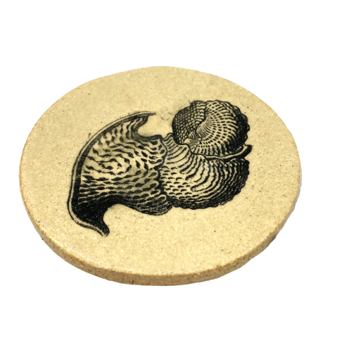 Podstawka - Talamophora -  Ernst Haeckel